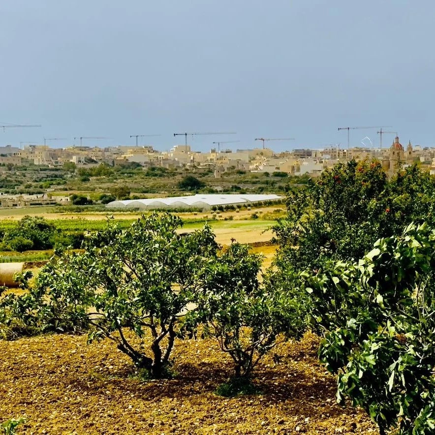 An arable field awaiting development